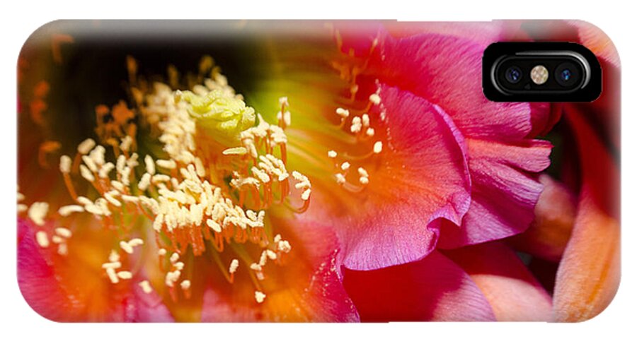 Flower iPhone X Case featuring the photograph Blooming Pink Explosions by Richard Henne