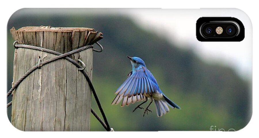 Mountain Blue Bird iPhone X Case featuring the photograph Blue Bird by Ann E Robson