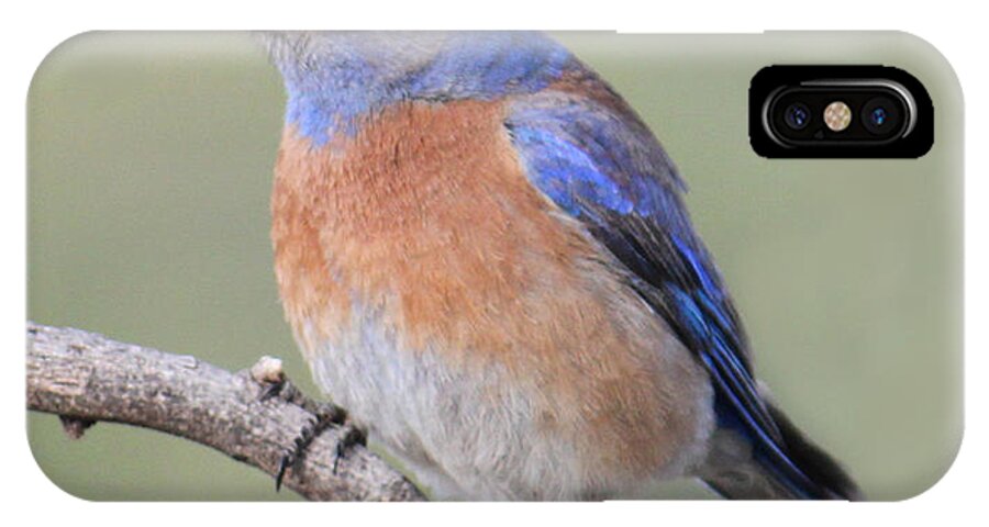 Blue Bird iPhone X Case featuring the photograph Blue Bird at Sedona by Debbie Hart