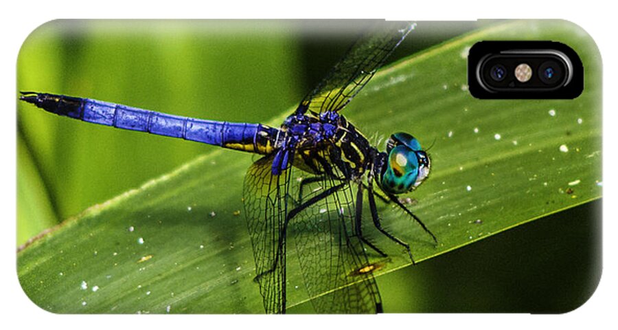 Pachydiplax Longipennis iPhone X Case featuring the photograph Blue Dasher by Christopher Perez