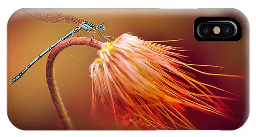 Close Up iPhone X Case featuring the photograph Blue dragonfly on a dry flower by Jaroslaw Blaminsky