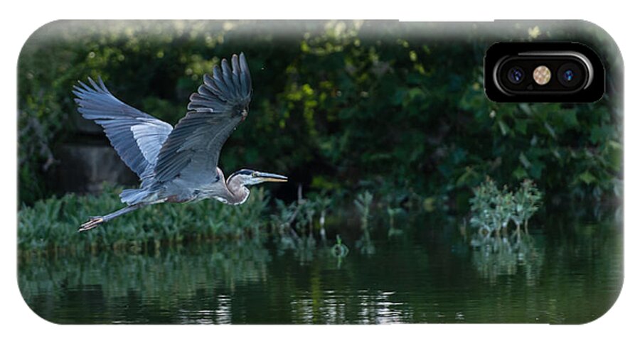 Blue Heron iPhone X Case featuring the photograph Blue Heron take-off by John Johnson