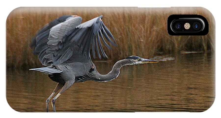 Wildlife iPhone X Case featuring the photograph Blue Heron Takes Flight by William Selander