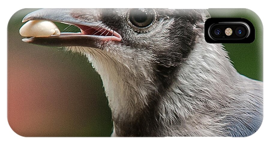 2014 iPhone X Case featuring the photograph Blue Jay Formal Portrait by Jim Moore