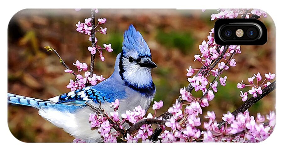 Birds iPhone X Case featuring the photograph Blue Jay in the Pink by Randall Branham