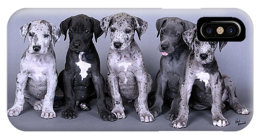 63+ Merlequin Great Dane Puppies