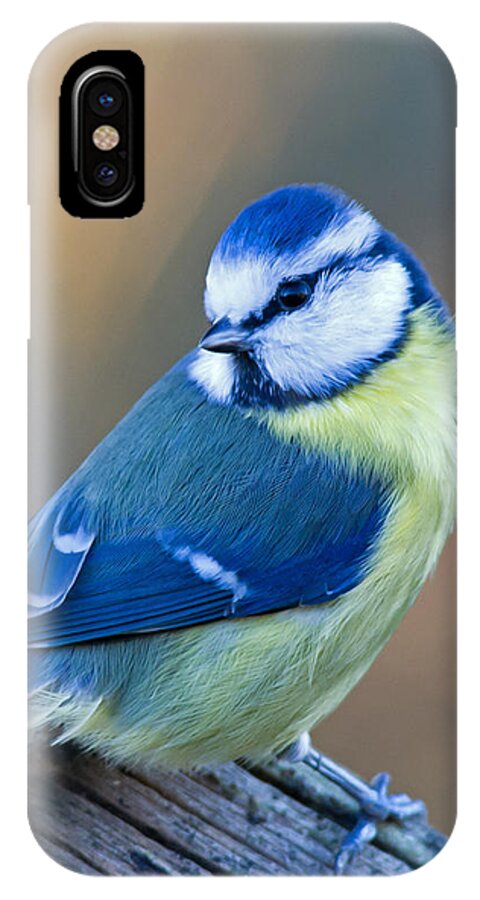 Blue Tit Looking Behind iPhone X Case featuring the photograph Blue Tit looking behind by Torbjorn Swenelius