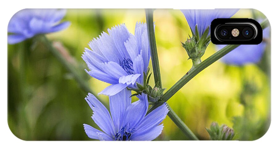Blue Wild Flower iPhone X Case featuring the photograph Blue Wildflwer by Arlene Carmel
