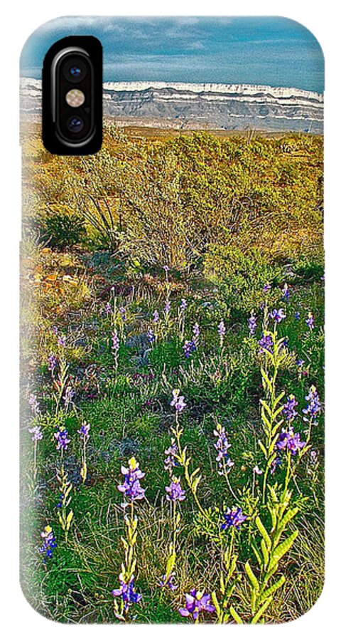 Bluebonnets And Creosote Bushes In Big Bend National Park iPhone X Case featuring the photograph Bluebonnets and Creosote Bushes in Big Bend National Park-Texas by Ruth Hager