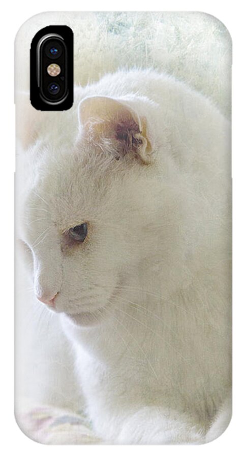 #cat iPhone X Case featuring the photograph Boris Lazing in the Sun by John Rivera