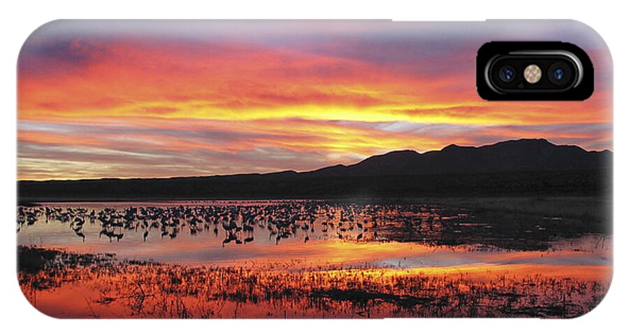 Sandhill Cranes iPhone X Case featuring the photograph Bosque sunset I by Steven Ralser