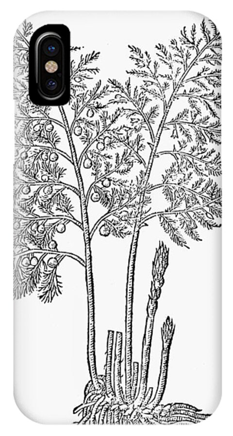 1633 iPhone X Case featuring the drawing Botany Asparagus, 1633 by Granger