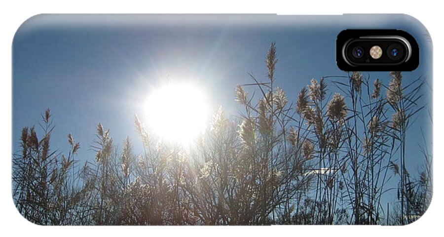 Sun iPhone X Case featuring the photograph Brilliance In The Grasses by Melissa McCrann