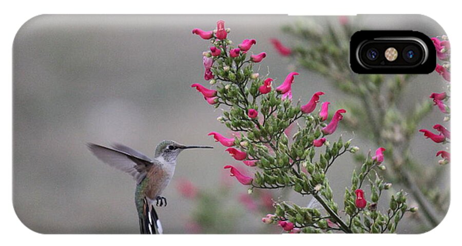 Bird iPhone X Case featuring the photograph Broad Tail Hummingbird by Trent Mallett