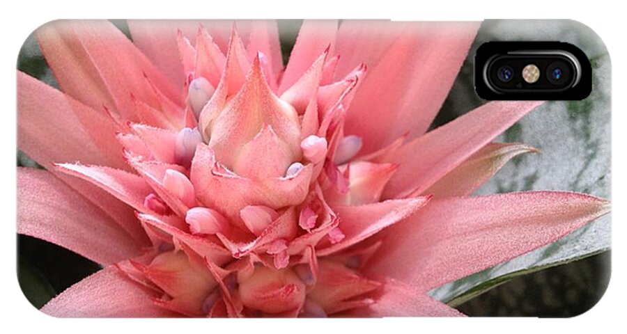 Bromeliad iPhone X Case featuring the photograph Bromeliad by Pema Hou