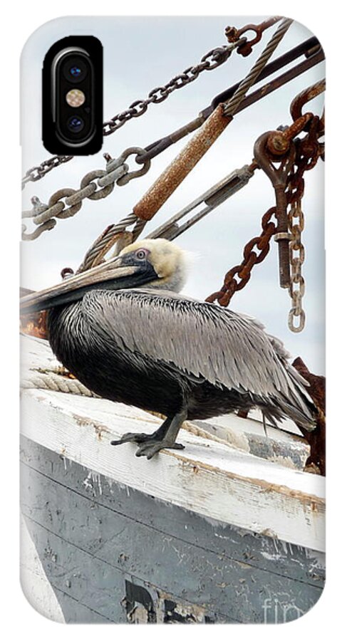 Pelican iPhone X Case featuring the photograph Brown Pelican by Valerie Reeves