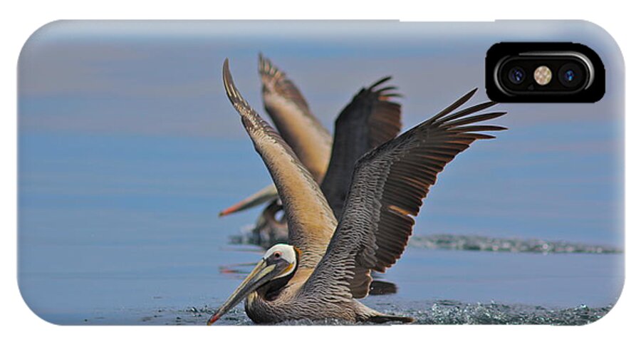 Pelican iPhone X Case featuring the photograph Brown Pelicans by Liz Vernand
