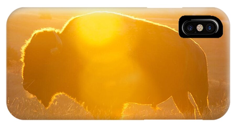 Buffalo iPhone X Case featuring the photograph Buffalo Sunrise by Kevin Bone