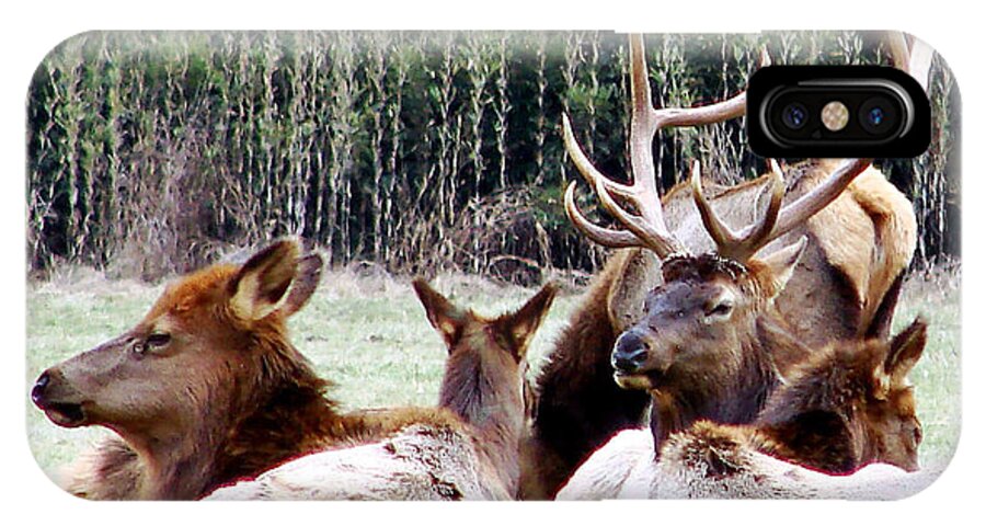 Elk iPhone X Case featuring the photograph Bull Elk and his girls 2 by Mary Halpin