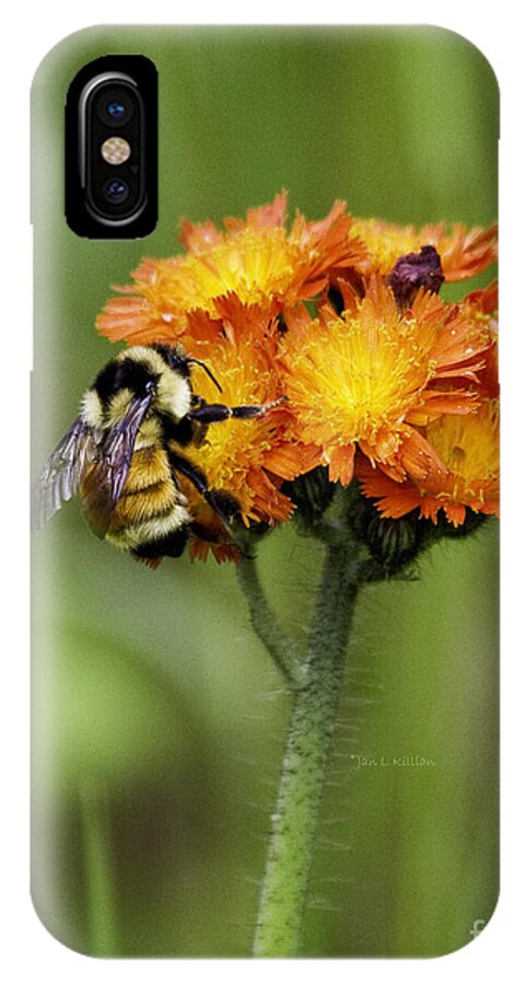 Bumblebee iPhone X Case featuring the photograph Bumble and Hawk by Jan Killian