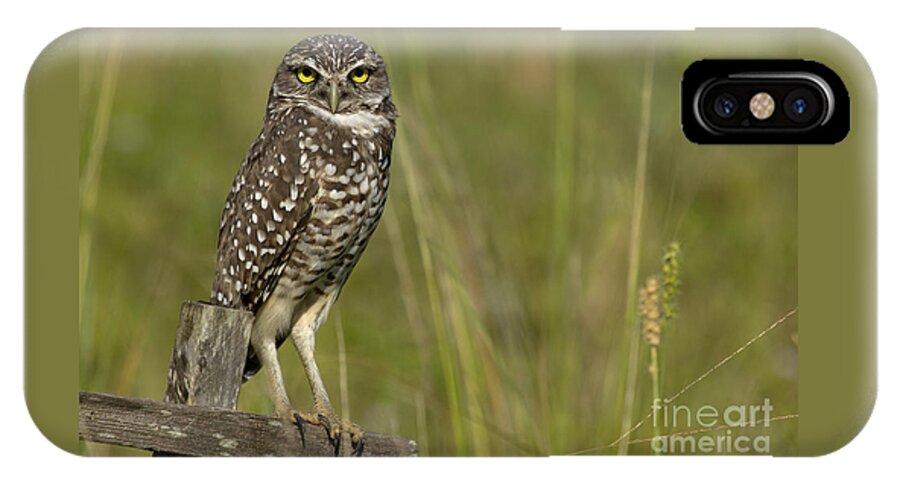 Burrowing Owl iPhone X Case featuring the photograph Burrowing Owl Stare by Meg Rousher