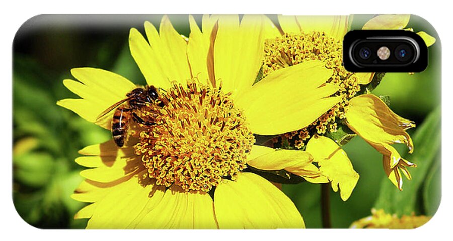 Bee Photography iPhone X Case featuring the photograph Busy Bee by Patricia Griffin Brett
