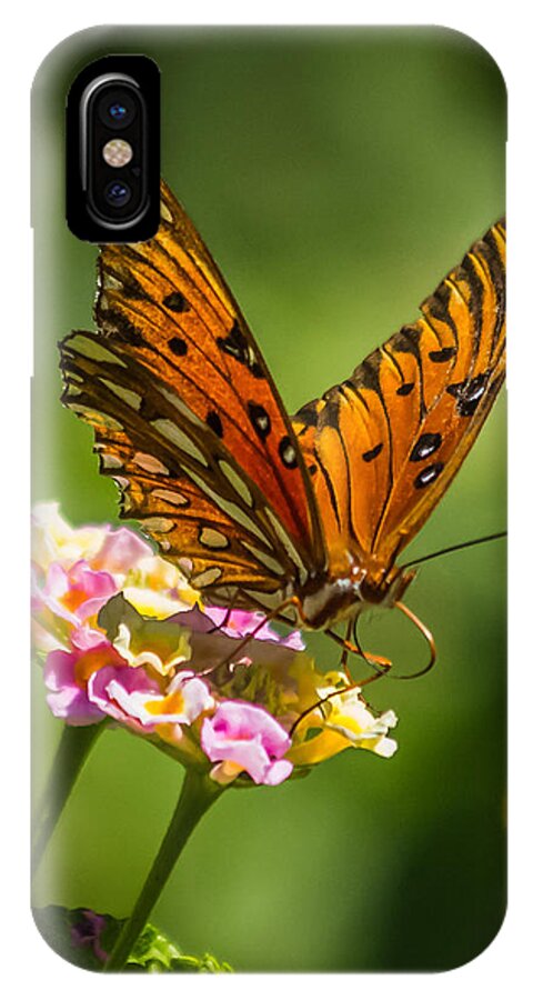 Butterfly iPhone X Case featuring the photograph Busy butterfly by Jane Luxton