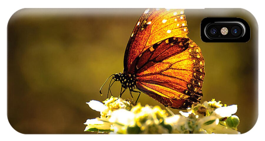 Butterfly iPhone X Case featuring the photograph Butterfly in sun by John Johnson