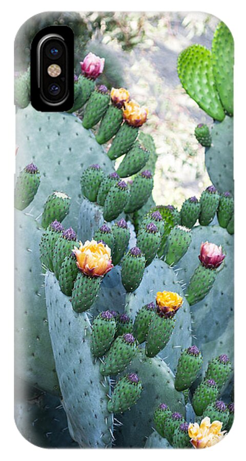 Cactus iPhone X Case featuring the photograph Cactus Buds and Flowers by L J Oakes