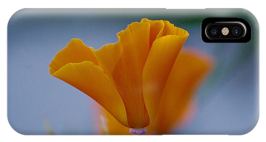 Roy Williams iPhone X Case featuring the photograph California Poppy by Roy Williams