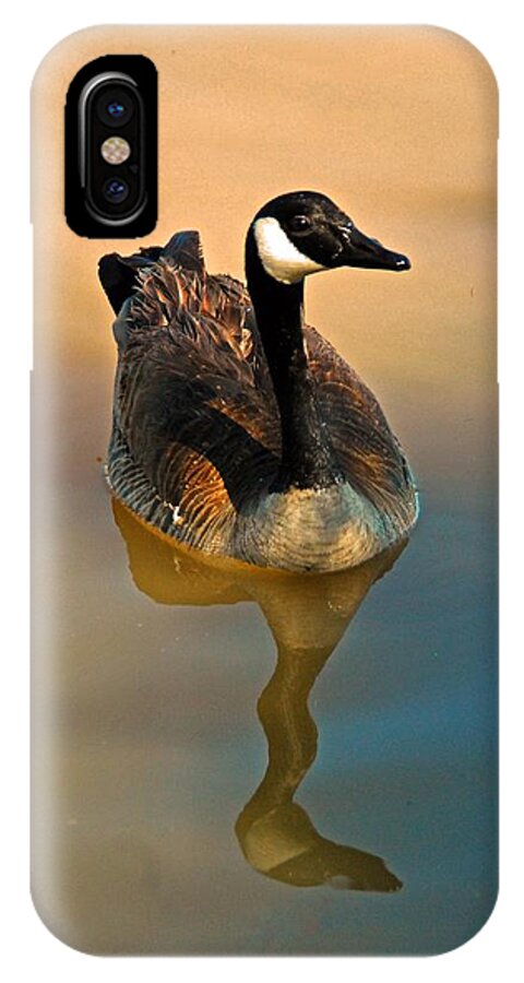 Goose iPhone X Case featuring the photograph Canada Goose by Tam Ryan