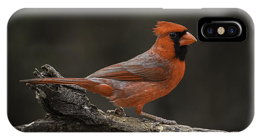 Birds iPhone X Case featuring the photograph Cardinal 2011-1 by Donald Brown