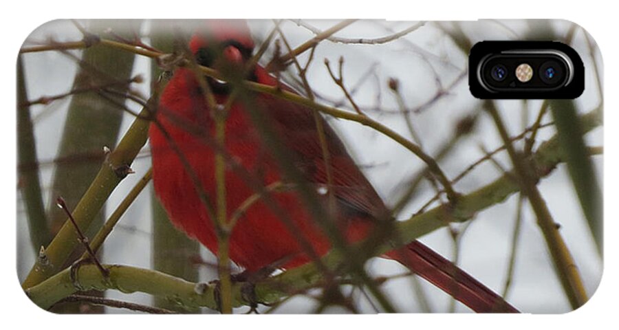 Cardinal iPhone X Case featuring the photograph Cardinal Hide and Seek by Linda L Martin