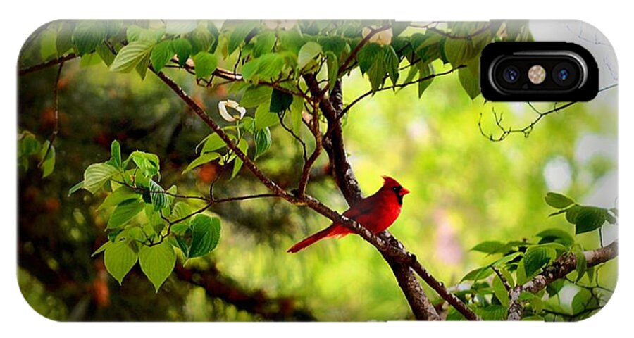 Alert iPhone X Case featuring the photograph Cardinal in Dogwood by Tara Potts