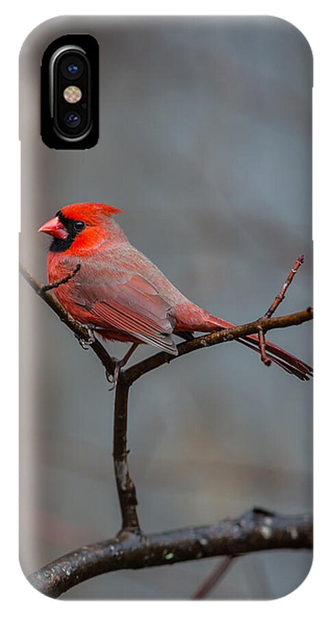 Cardinal iPhone X Case featuring the photograph Cardinal Sing by John Haldane