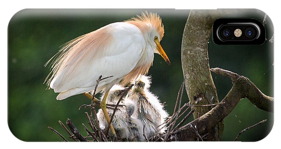 Egret iPhone X Case featuring the photograph Cattle Egret Tending Her Nest by Gregory Daley MPSA