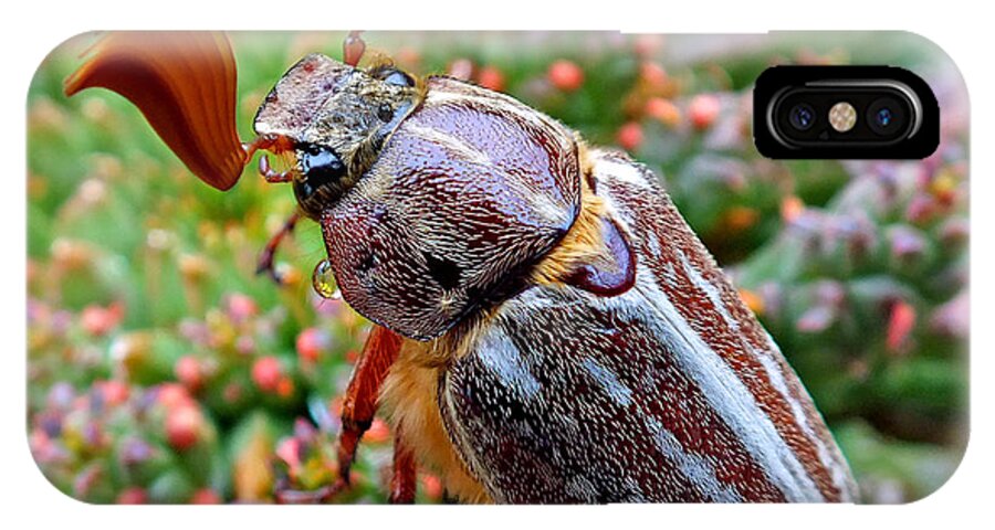 Duane Mccullough iPhone X Case featuring the photograph Chafer Beetle on Medusa Succulent 2 by Duane McCullough