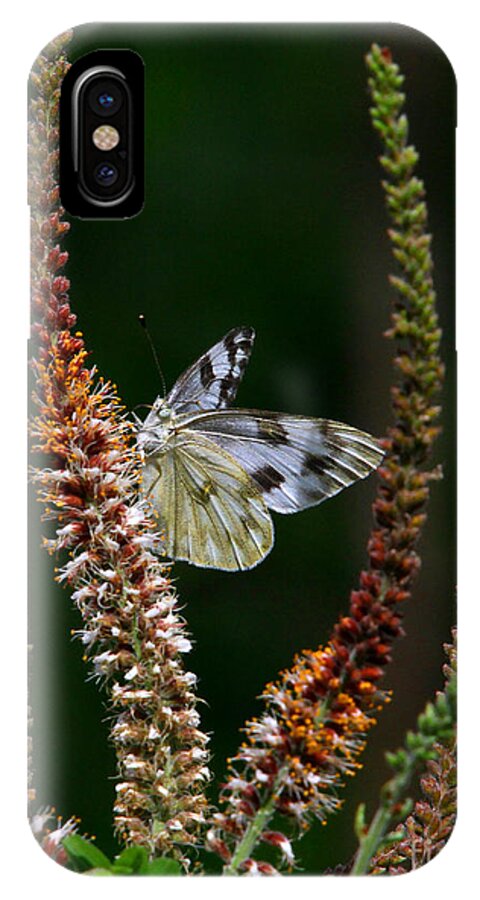 Checkered White Butterfly iPhone X Case featuring the photograph Checkered White on an Indigo by Barbara Bowen
