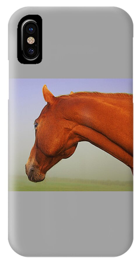Horse Imagery iPhone X Case featuring the photograph Chestnut by David Davies