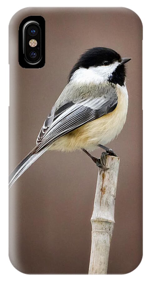 Black Capped Chickadee iPhone X Case featuring the photograph Chickadee by Bill Wakeley