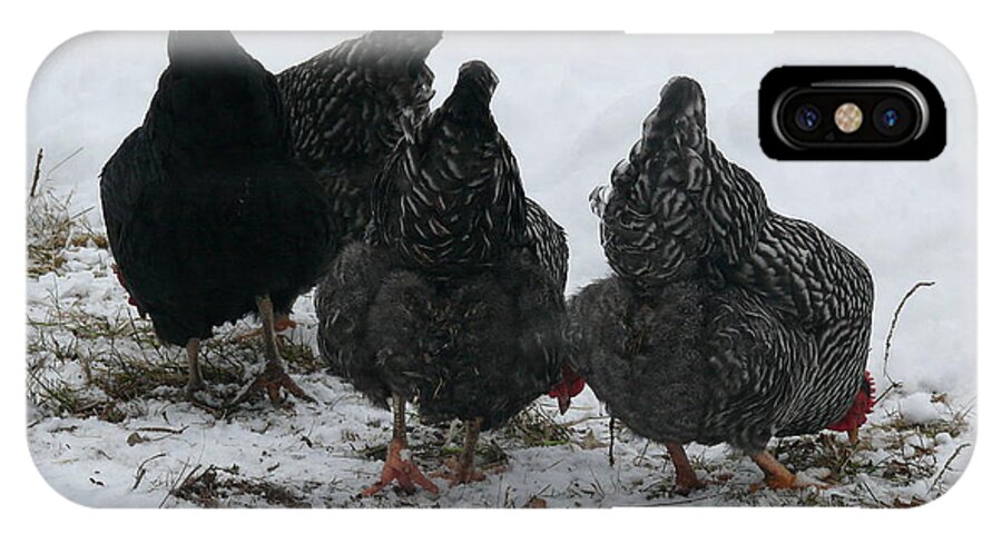 Chickens iPhone X Case featuring the photograph Chickens in the Snow by Betsy Cotton