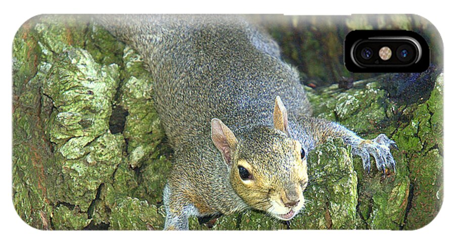 Squirrel iPhone X Case featuring the photograph Chillin by Bruce Carpenter