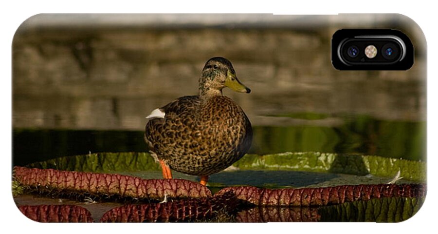Duck iPhone X Case featuring the photograph Chillin' by Sean Sweeney