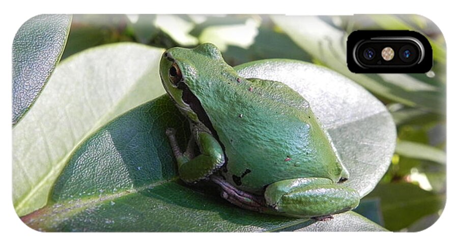 Chorus Frog iPhone X Case featuring the photograph Chorus Frog on a Rhodo by Cheryl Hoyle