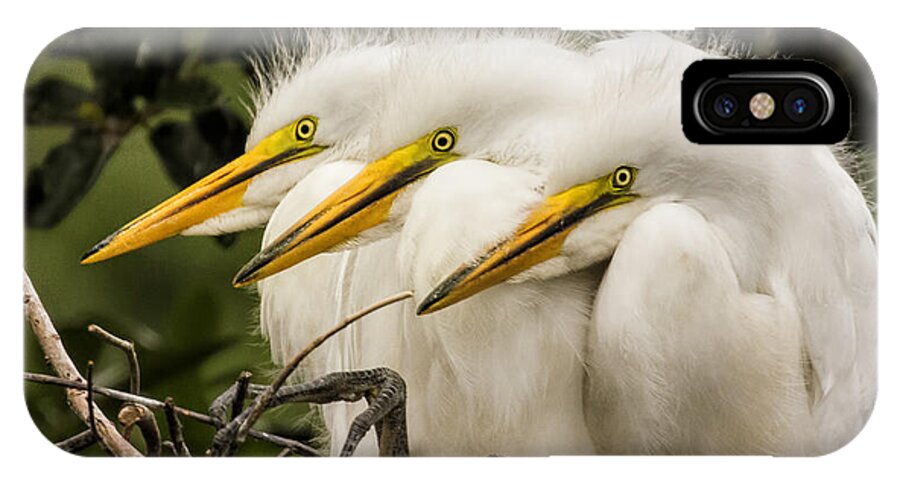 Egret iPhone X Case featuring the photograph Chow Line by Priscilla Burgers