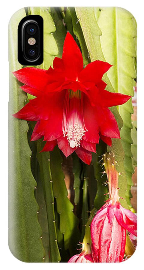Australia iPhone X Case featuring the photograph Christmas Cactus by Steven Ralser