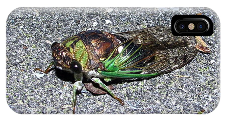 Cicada Images Cicada Pics Cicada Prints Insect Forest Sounds Entomology Biodiversity Food Chain Conservation Preservation iPhone X Case featuring the photograph Cicada by Joshua Bales