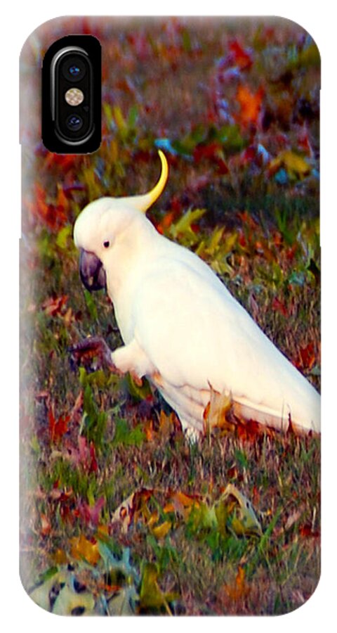 Wildlife iPhone X Case featuring the photograph Cockatoo Color by Glen Johnson