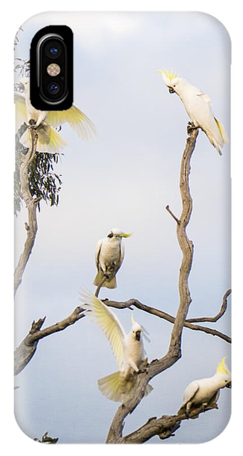 Australia iPhone X Case featuring the photograph Cockatoos - Canberra - Australia by Steven Ralser