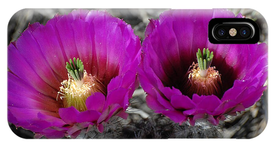 Flower iPhone X Case featuring the photograph Colorado Cactus by Susan Moody